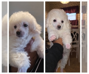 Poodle (Toy) Puppy for sale in MILWAUKEE, WI, USA