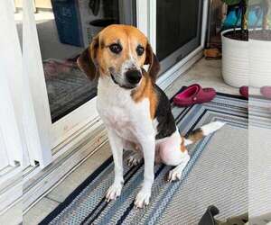 Treeing Walker Coonhound-Unknown Mix Dogs for adoption in New Oxford , PA, USA