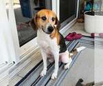 Small Treeing Walker Coonhound Mix