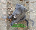 Small #16 American Pit Bull Terrier