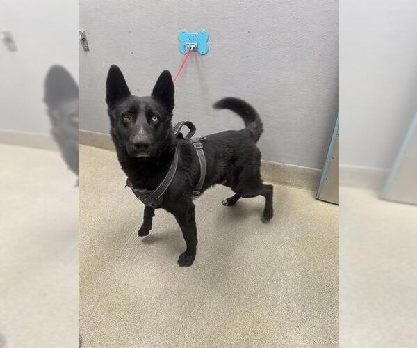 Medium Photo #1 German Shepherd Dog-Unknown Mix Puppy For Sale in Las Vegas, NV, USA