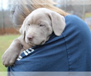 Medium Labrador Retriever