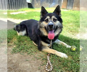 *POCKETS - Male German Shepherd Dog-Unknown Mix Dog for Adoption - Photo #3