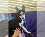Small #3 Siberian Husky