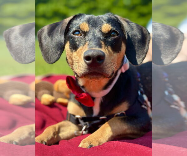 Medium Photo #6 Doxle Puppy For Sale in West Cornwall, CT, USA