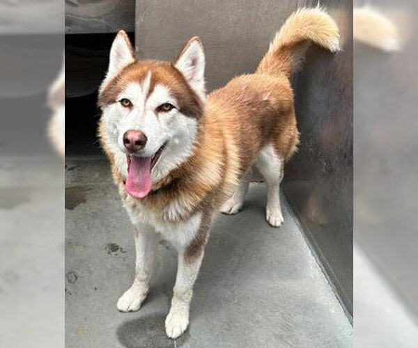 Medium Photo #1 Siberian Husky Puppy For Sale in Santa Cruz, CA, USA