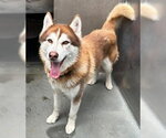 Small Siberian Husky