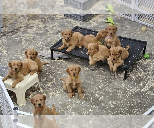 Medium Photo #2 Golden Retriever Puppy For Sale in GENESEO, IL, USA
