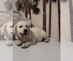 Small #6 Labrador Retriever