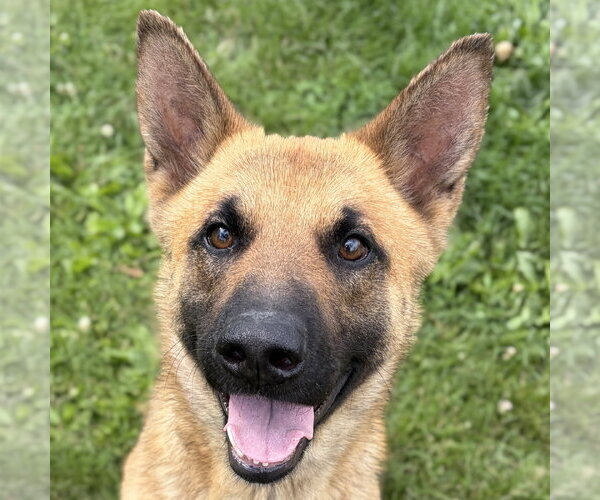 Medium Photo #1 Mutt Puppy For Sale in Jefferson, WI, USA