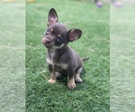 Small #13 Chihuahua
