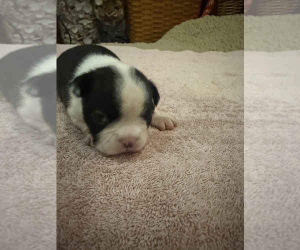 Medium Photo #28 Boston Terrier Puppy For Sale in FREDONIA, KS, USA
