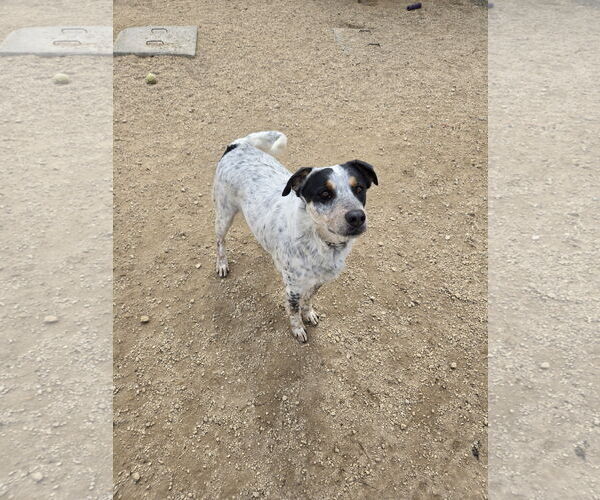 Medium Photo #1 Mutt Puppy For Sale in Maquoketa, IA, USA