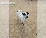 Small Mutt
