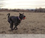 Small Photo #8 Labrador Retriever Puppy For Sale in Laramie, WY, USA