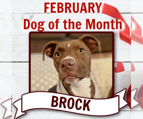 Medium Photo #2 American Pit Bull Terrier-Unknown Mix Puppy For Sale in Rockaway, NJ, USA