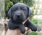 Puppy Charcoal female Labrador Retriever