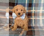 Small Photo #1 Poodle (Miniature) Puppy For Sale in KINZERS, PA, USA