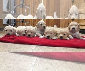 Golden Retriever Puppy for sale in HOWARD, CO, USA