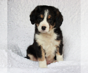 Entlebucher Mountain Dog-Poodle (Miniature) Mix Puppy for sale in HONEY BROOK, PA, USA