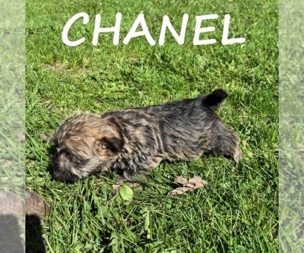 Medium Photo #2 Cairnoodle Puppy For Sale in HARTLAND, MN, USA