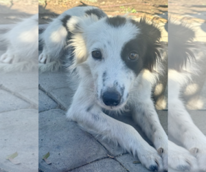 Border Collie-Unknown Mix Dogs for adoption in Newport Beach, CA, USA