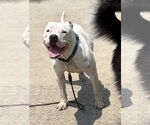 Small #5 American Pit Bull Terrier Mix