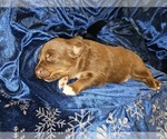 Puppy Grinch Australian Shepherd