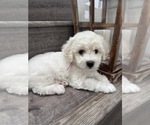 Small #1 Bichon Frise