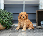 Puppy Blake Cavapoo