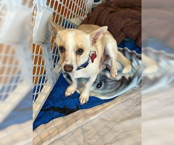 Medium Photo #5 Chihuahua-Unknown Mix Puppy For Sale in San Diego, CA, USA