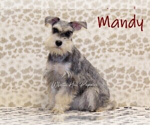 Mother of the Schnauzer (Miniature) puppies born on 03/15/2025