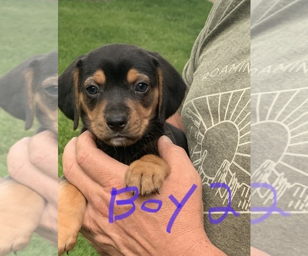 Medium Photo #1 Doxle Puppy For Sale in ROCK VALLEY, IA, USA