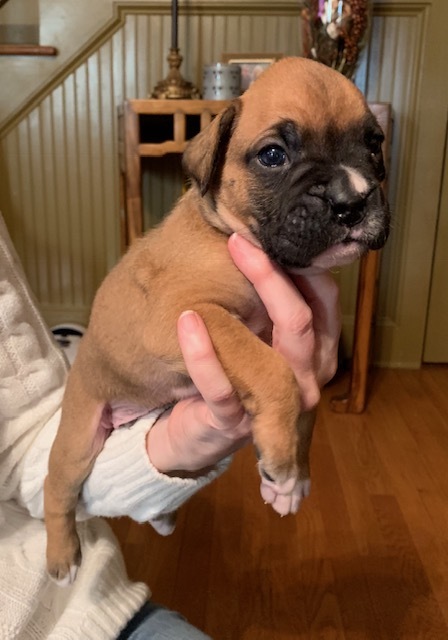 Medium Photo #3 Boxer Puppy For Sale in GRAYSON, GA, USA