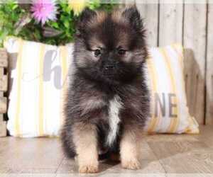 Pomeranian Puppy for sale in MOUNT VERNON, OH, USA