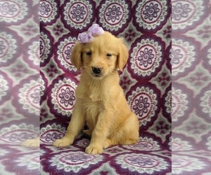 Golden Retriever Puppy for sale in KIRKWOOD, PA, USA
