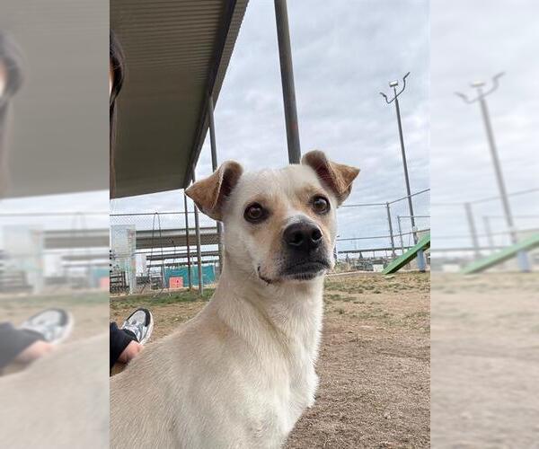 Medium Photo #1 Chihuahua Puppy For Sale in Bakersfield, CA, USA