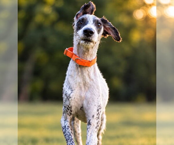Medium Photo #3 Great Dane-Poodle (Standard) Mix Puppy For Sale in Stratham, NH, USA