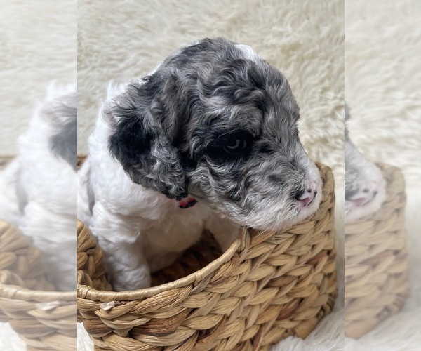 Medium Photo #17 Double Doodle Puppy For Sale in PIERSON, FL, USA