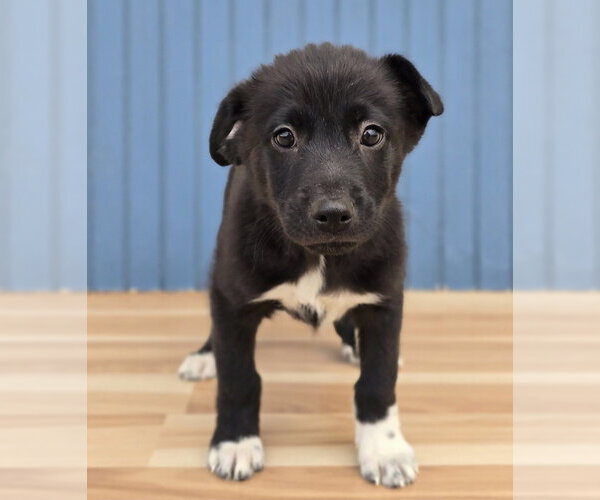 Medium Photo #3 Labrenees Puppy For Sale in Lakewood, CO, USA
