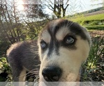 Small Photo #40 Siberian Husky Puppy For Sale in ALTON, IL, USA
