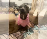 Small #52 Blue Lacy Mix