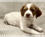 Small #6 Brittany