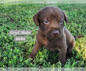 Medium Labrador Retriever