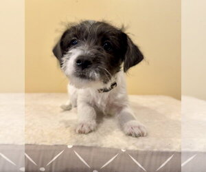 Chihuahua-Unknown Mix Dogs for adoption in Royal Palm Beach, FL, USA