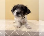 Small Chihuahua Mix