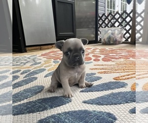 French Bulldog Puppy for sale in FLORENCE, KY, USA