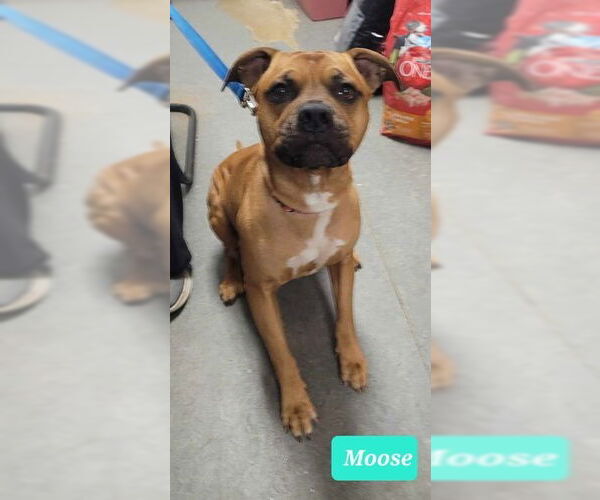 Medium Photo #2 Bullboxer Pit Puppy For Sale in Richmond, IN, USA