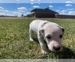 Small Photo #22 Dalmatian Puppy For Sale in AMARILLO, TX, USA