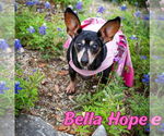 Small Photo #34 Dachshund-Unknown Mix Puppy For Sale in San Antonio, TX, USA